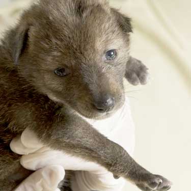 baby coyote